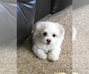 Maltese Puppy for sale in EAGLE POINT, OR, USA