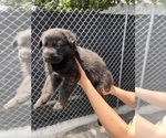 Small Photo #16 German Shepherd Dog Puppy For Sale in MIAMI BEACH, FL, USA