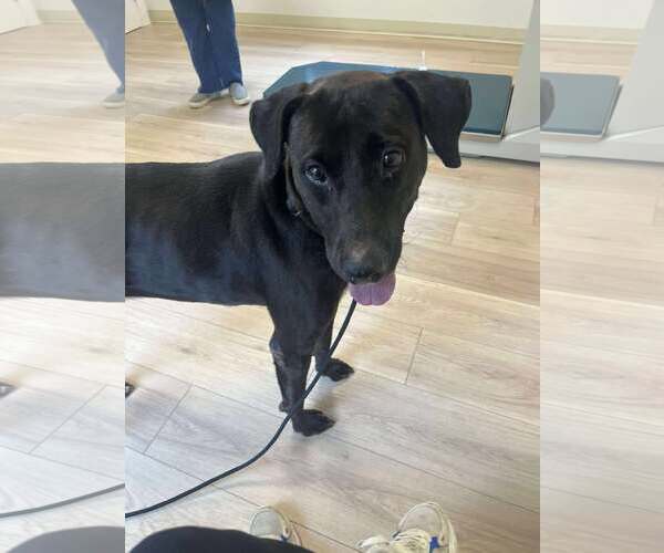 Medium Photo #2 Labmaraner Puppy For Sale in Westwood, NJ, USA