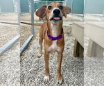 Small #2 Labrador Retriever Mix