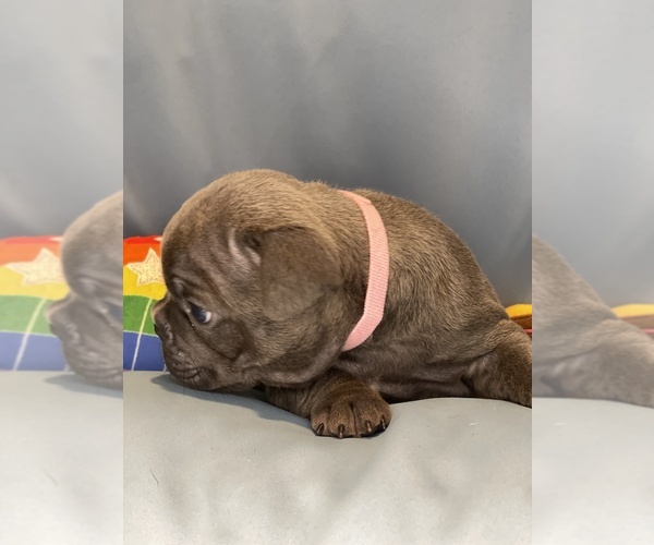 Medium Photo #5 Faux Frenchbo Bulldog Puppy For Sale in HOODSPORT, WA, USA