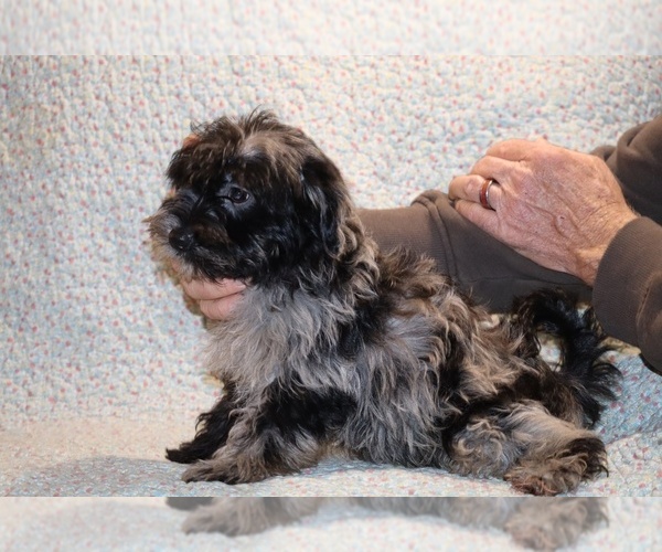 Medium Photo #10 Yorkiepoo mix (+ Poodle Toy) Puppy For Sale in DYERSBURG, TN, USA