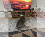 Small #5 American Pit Bull Terrier Mix