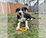 Small #6 American Pit Bull Terrier Mix