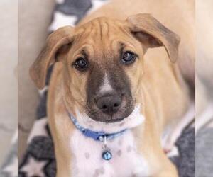 Colonial Cocker Spaniel-Unknown Mix Dogs for adoption in San Diego, CA, USA