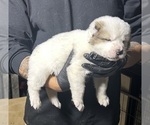 Small #6 Central Asian Shepherd Dog