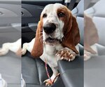 Small Photo #1 Basset Hound Puppy For Sale in Deepwater, NJ, USA