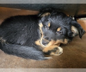 Australian Shepherd-Miniature Australian Shepherd Mix Dog for Adoption in MODESTO, California USA