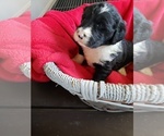 Small Photo #1 Bordoodle Puppy For Sale in HAZLETON, IA, USA