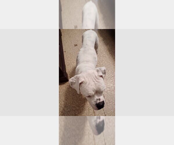 Medium Photo #4 Boxer Puppy For Sale in Austin, TX, USA