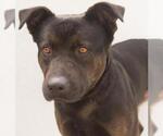 Small #1 Black Mouth Cur Mix