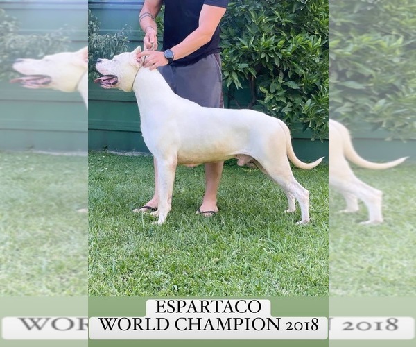 Medium Photo #1 Dogo Argentino Puppy For Sale in HAINES CITY, FL, USA