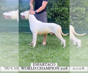 Father of the Dogo Argentino puppies born on 12/05/2022