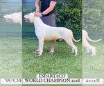 Small Photo #1 Dogo Argentino Puppy For Sale in HAINES CITY, FL, USA
