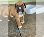 Small Photo #2 Boxer Puppy For Sale in WAUCHULA, FL, USA