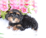 Small #2 Poodle (Toy)-Yorkshire Terrier Mix