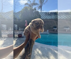 Bulldog Puppy for Sale in CORONA, California USA