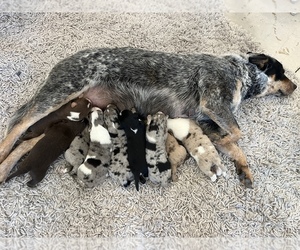 Australian Cattle Dog Puppy for sale in MOORCROFT, WY, USA