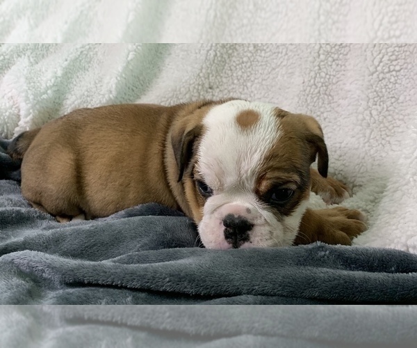 Medium Photo #7 English Bulldog Puppy For Sale in JOHNS ISLAND, SC, USA