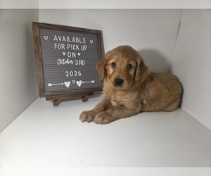 Golden Retriever Puppy for sale in GOODYEAR, AZ, USA