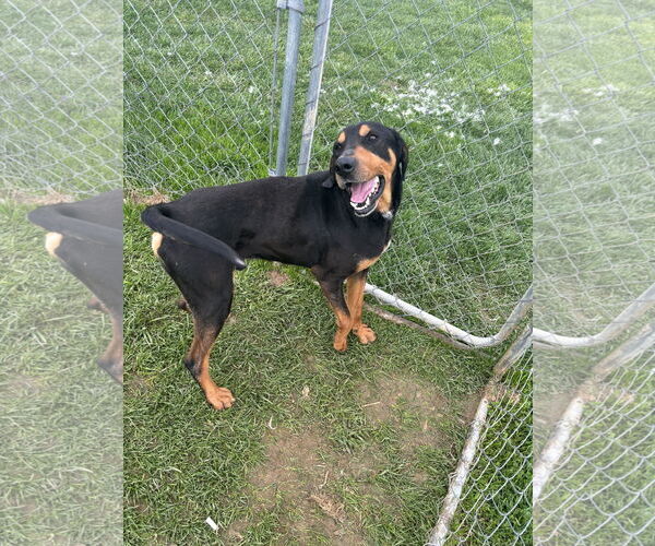 Medium Photo #1 Mutt Puppy For Sale in Lewisburg, WV, USA