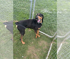 Mutt Dogs for adoption in Lewisburg, WV, USA