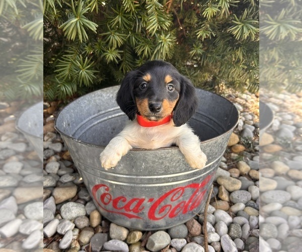 Medium Photo #5 Dachshund Puppy For Sale in MIDDLEBURY, IN, USA