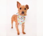 Small #4 Irish Terrier Mix