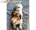 Small #6 Dachshund