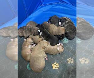 American Pit Bull Terrier-Cardigan Welsh Corgi Mix Puppy for sale in NEWARK, DE, USA