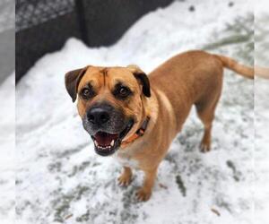 Mutt Dogs for adoption in Minneapolis, MN, USA