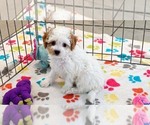 Small #8 Cavapoo (Miniature)-Poodle (Toy) Mix