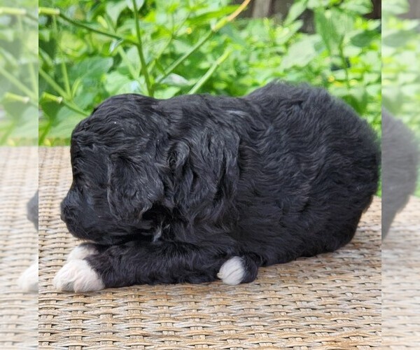 Medium Photo #7 F2 Aussiedoodle Puppy For Sale in COLUMBIA, TN, USA