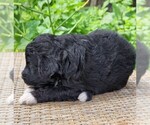 Small #6 F2 Aussiedoodle