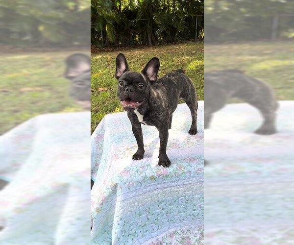 Medium Photo #8 French Bulldog Puppy For Sale in Weston, FL, USA
