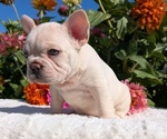 Small #2 French Bulldog