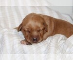 Small #1 Labrador Retriever