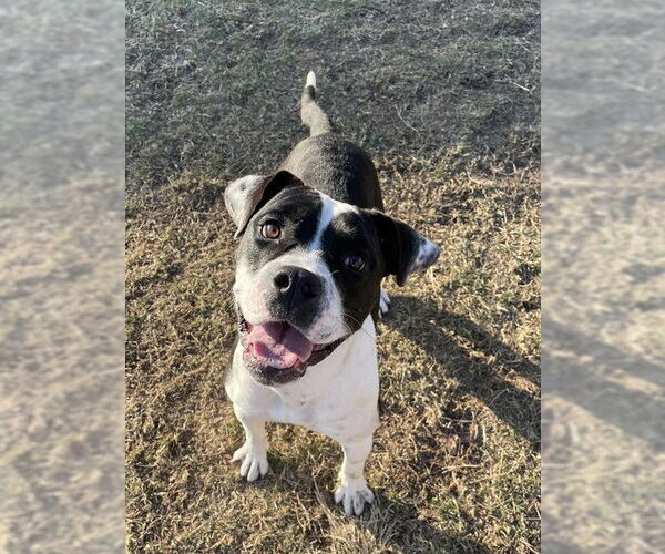 Medium Photo #1 Staffordshire Bull Terrier-Unknown Mix Puppy For Sale in Lee's Summit, MO, USA