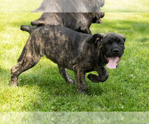 Cane Corso Puppy for sale in BOURBON, IN, USA