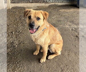 Anatolian Shepherd Dogs for adoption in Riverside, CA, USA