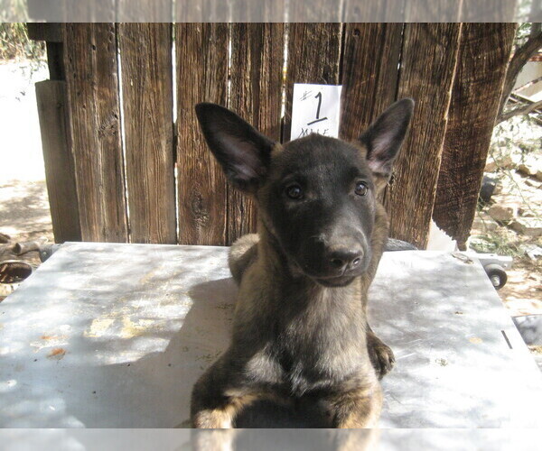 Medium Photo #1 Dutch Shepherd Dog Puppy For Sale in TUCSON, AZ, USA