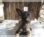 Small Photo #1 Dutch Shepherd Dog Puppy For Sale in TUCSON, AZ, USA