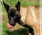 Small #15 German Shepherd Dog Mix