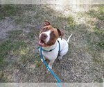 Small Bulldog Mix
