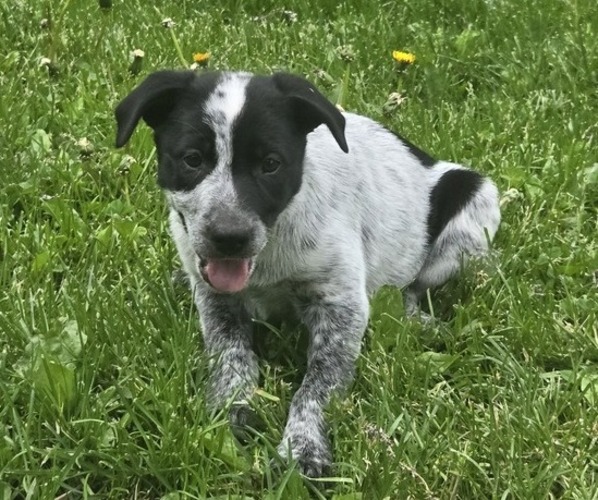 Medium Photo #1 Border Collie-German Shorthaired Pointer Mix Puppy For Sale in RICHLAND CENTER, WI, USA