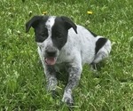 Puppy Minnie Border Collie-German Shorthaired Pointer Mix