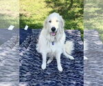 Small #18 Great Pyrenees