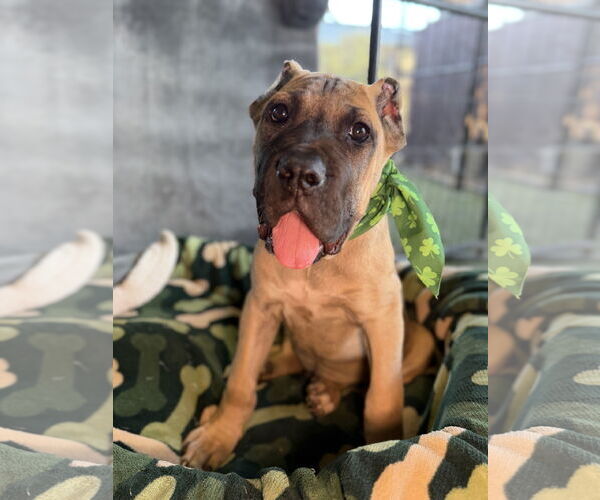 Medium Photo #3 Mutt Puppy For Sale in Goodyear, AZ, USA