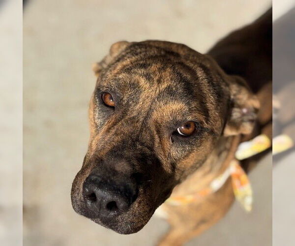 Medium Photo #2 Mutt Puppy For Sale in Tulsa, OK, USA