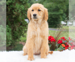 Small #3 Golden Retriever